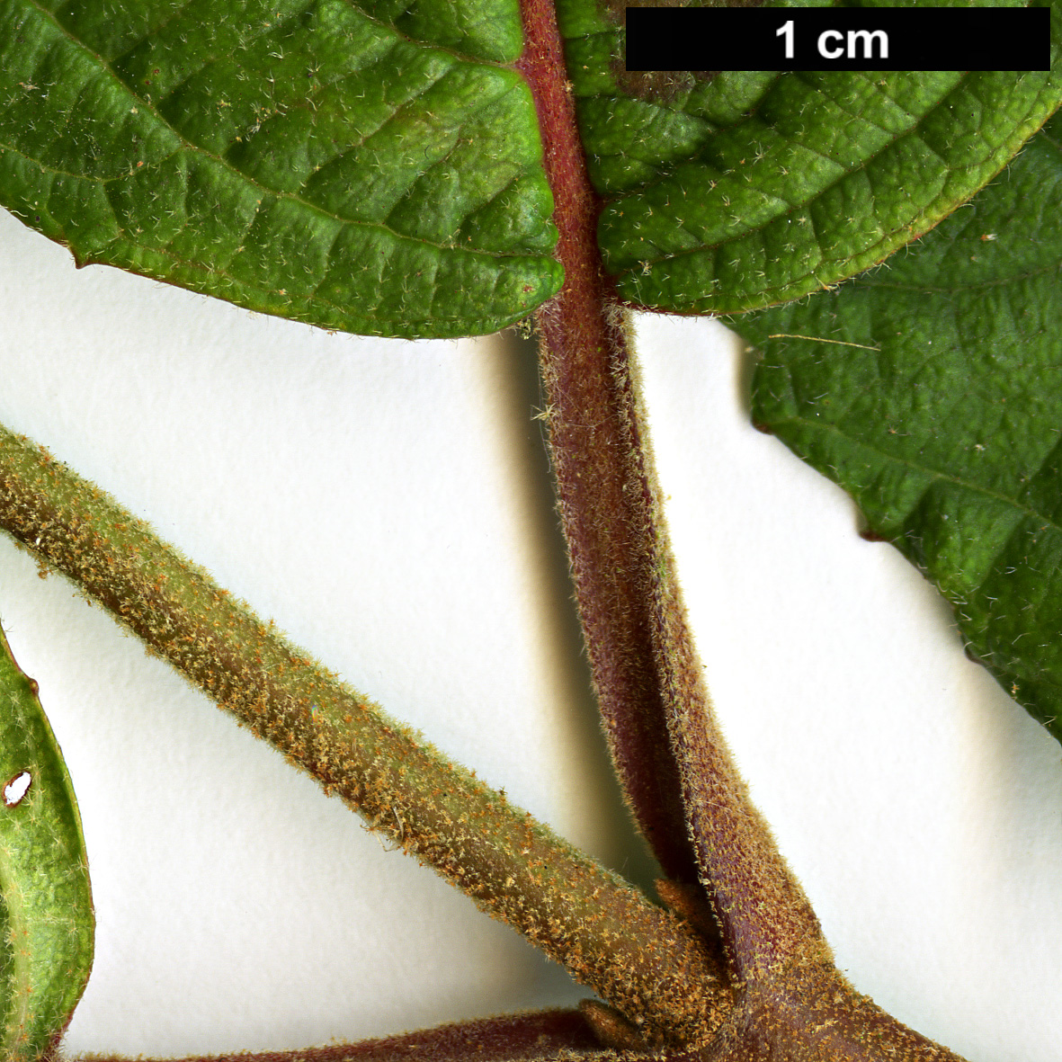 High resolution image: Family: Adoxaceae - Genus: Viburnum - Taxon: plicatum - SpeciesSub: f. tomentosum